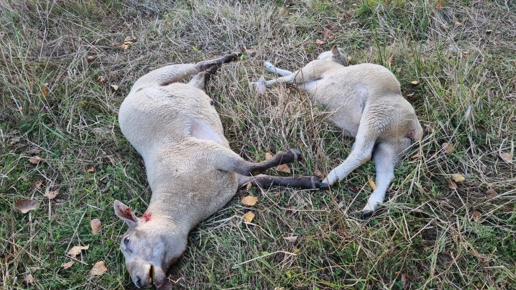 Two sheep on the grassy ground