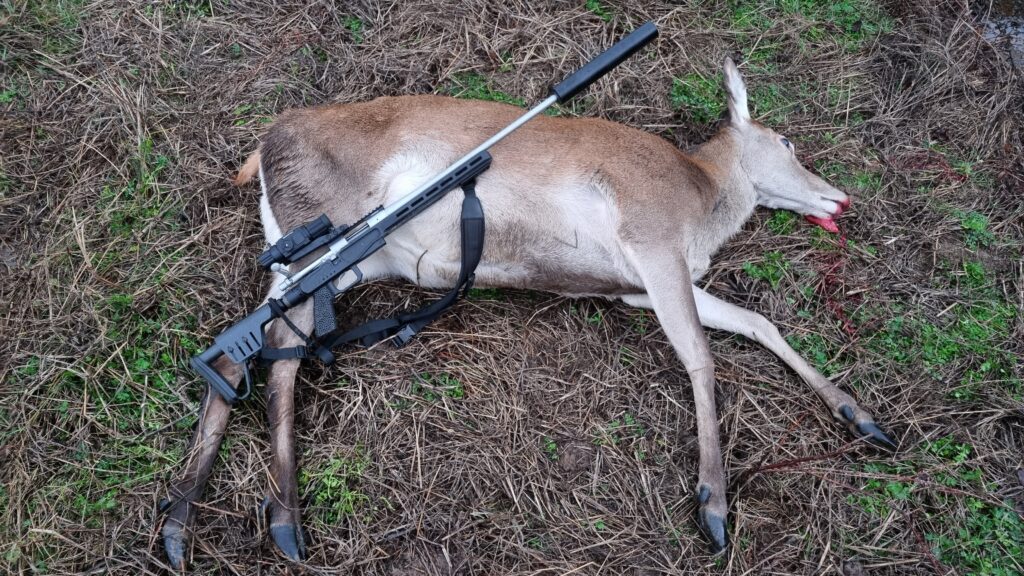 A hind (female red deer)